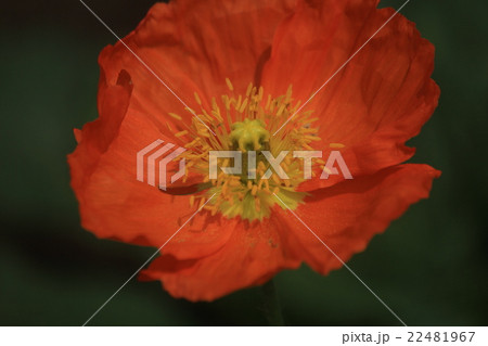 ホピー ホピー 22481967