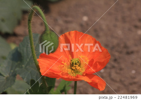 ホピー ホピー 22481969