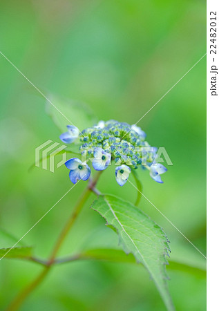 アジサイ 22482012