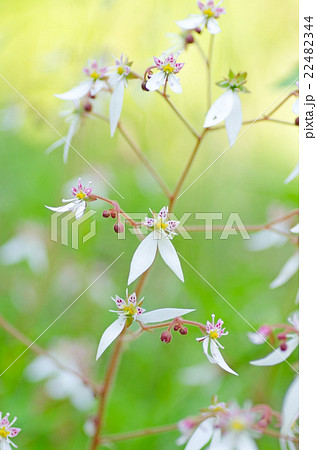 ユキノシタ ユキノシタ 22482344