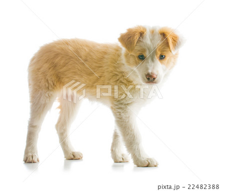 Border Collie puppy 22482388