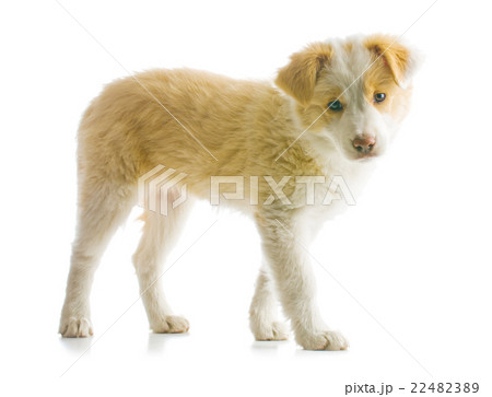 Border Collie puppy Border Collie puppy 22482389