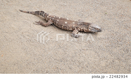 ノドジロオオトカゲ3 ノドジロオオトカゲ3 22482934