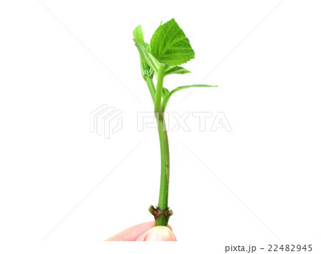 紫陽花の挿し穂　挿し木用 22482945