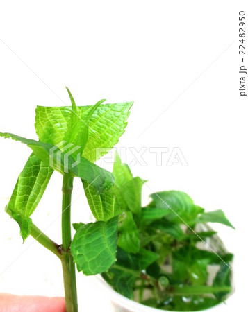 紫陽花の挿し穂 挿し木用 紫陽花の挿し穂 挿し木用 22482950