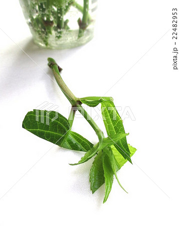 紫陽花の挿し穂　挿し木用 22482953