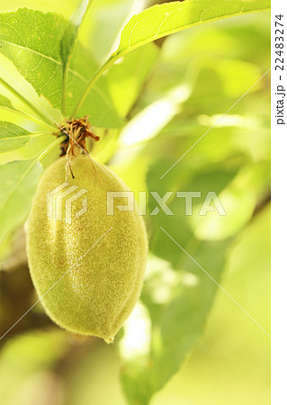 アーモンド果実 22483274