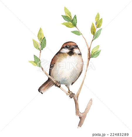 Sparrow. Watercolor illustration 22483289