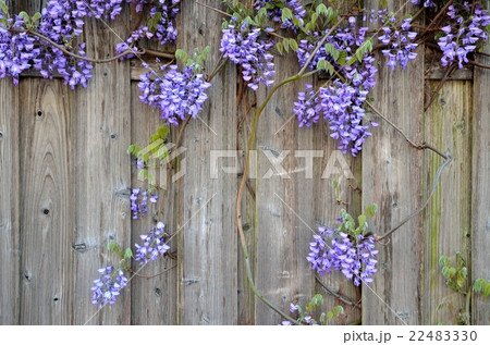 花と壁板 22483330