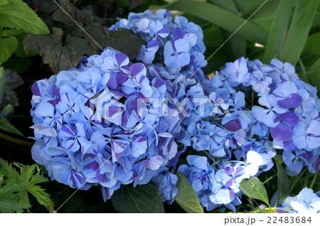 バイカラ―のアジサイ（ブルー＆パープル） 22483684
