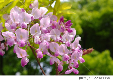 ピンクの藤の花 22484450