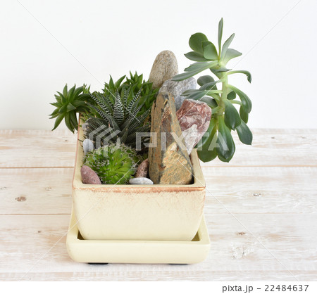 room flowers in a pot room flowers in a pot 22484637