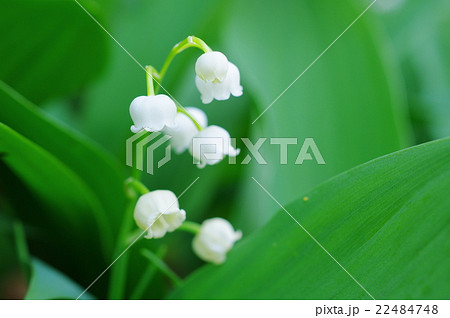 鈴蘭の花 鈴蘭の花 22484748