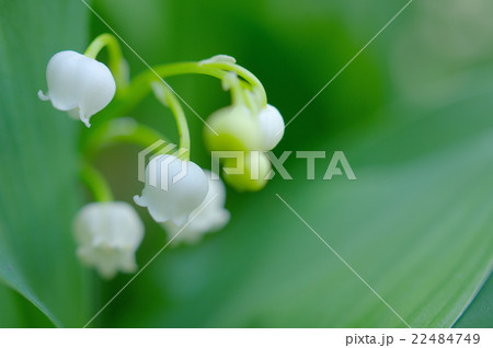 鈴蘭の花(クローズアップ) 鈴蘭の花(クローズアップ) 22484749
