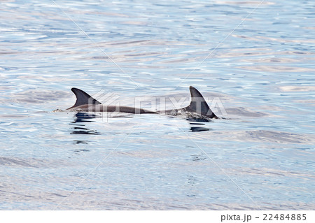 common dolphin fin detail while swimming down 22484885