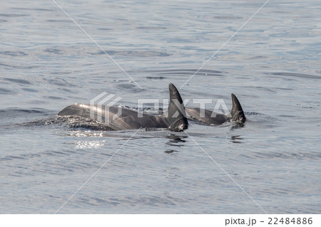 common dolphin fin detail while swimming down 22484886