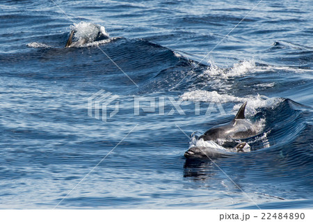 common dolphin jumping outside the ocean 22484890