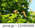イロハモミジの種子 22484896