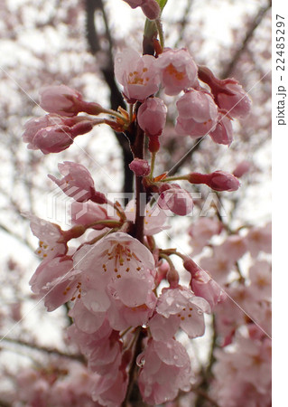 水滴したたる桜の花々 吉野山・奈良 水滴したたる桜の花々 吉野山・奈良 22485297