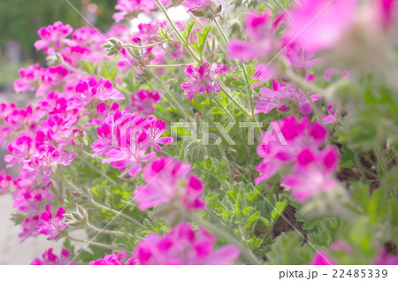 一面に咲くセンテッドゼラニウム 一面に咲くセンテッドゼラニウム 22485339