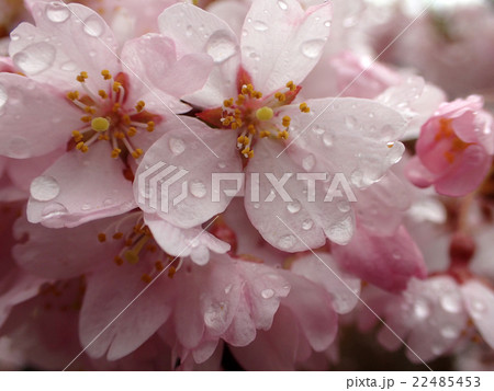 雨上がりの満開の桜 吉野山・奈良 雨上がりの満開の桜 吉野山・奈良 22485453