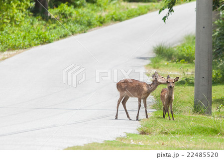 慶良間鹿　ケラマジカ　阿嘉島 22485520