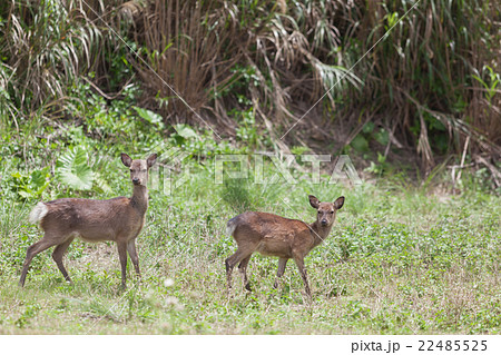 慶良間鹿　ケラマジカ　阿嘉島 22485525