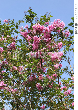 サルスベリ サルスベリ 22486428