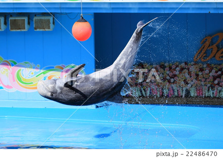 イルカショー イルカショー 22486470