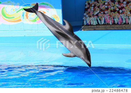 イルカショー 22486478