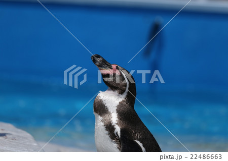フンボルトペンギン フンボルトペンギン 22486663