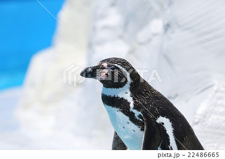 フンボルトペンギン 22486665