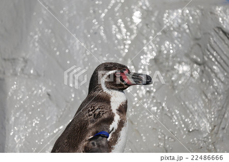フンボルトペンギン フンボルトペンギン 22486666