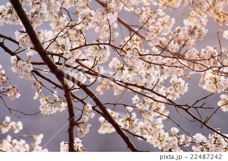桜 22487242