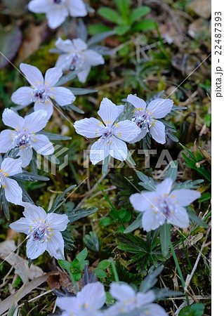 節分の時期に咲く節分草 22487393