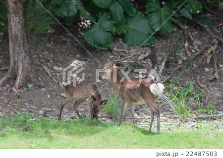 慶良間鹿　ケラマジカ　阿嘉島 22487503