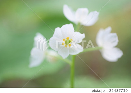 サンカヨウ サンカヨウ 22487730