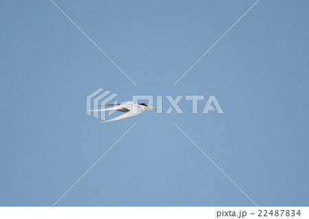 青空バックに飛翔するコアジサシ 22487834