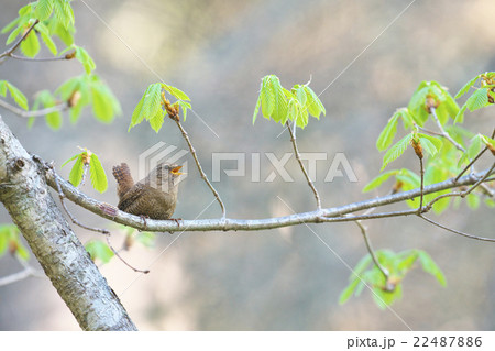 新緑の中で囀るミソサザイ 新緑の中で囀るミソサザイ 22487886
