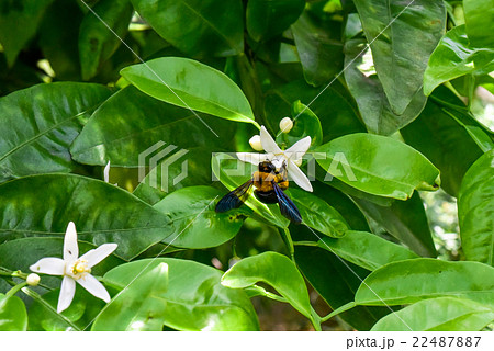 クマバチ 22487887