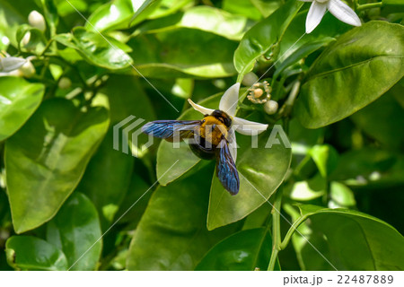 クマバチ クマバチ 22487889