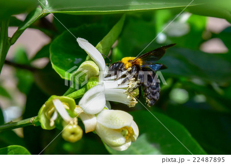 クマバチ クマバチ 22487895