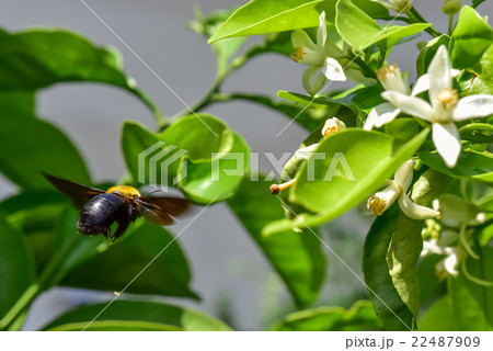 クマバチ クマバチ 22487909
