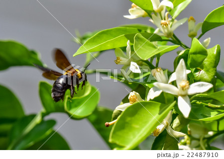 クマバチ クマバチ 22487910