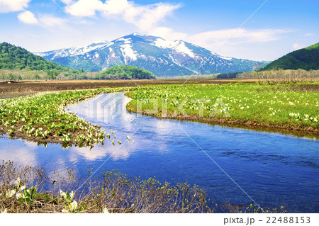 池に映る至仏山と水芭蕉 22488153