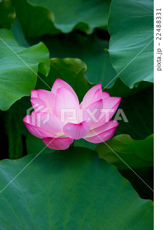 蓮の花 22488331