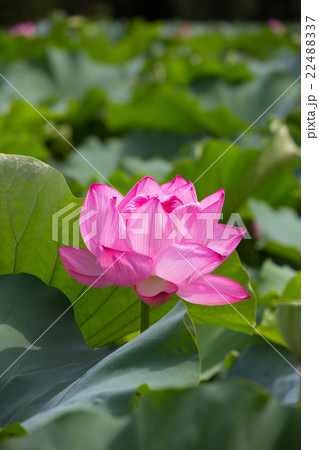 蓮の花 22488337