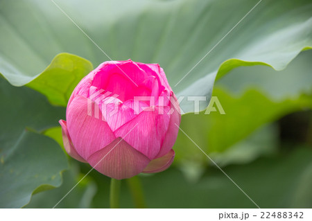 蓮の花 22488342