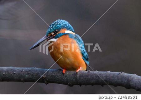 Common Kingfisher (Alcedo atthis)  22488501