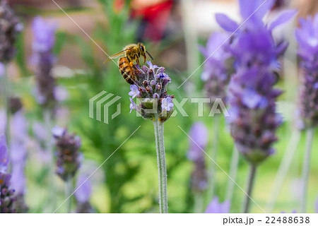 ラベンダーの蜜を吸うミツバチ クローズアップ ラベンダーの蜜を吸うミツバチ クローズアップ 22488638